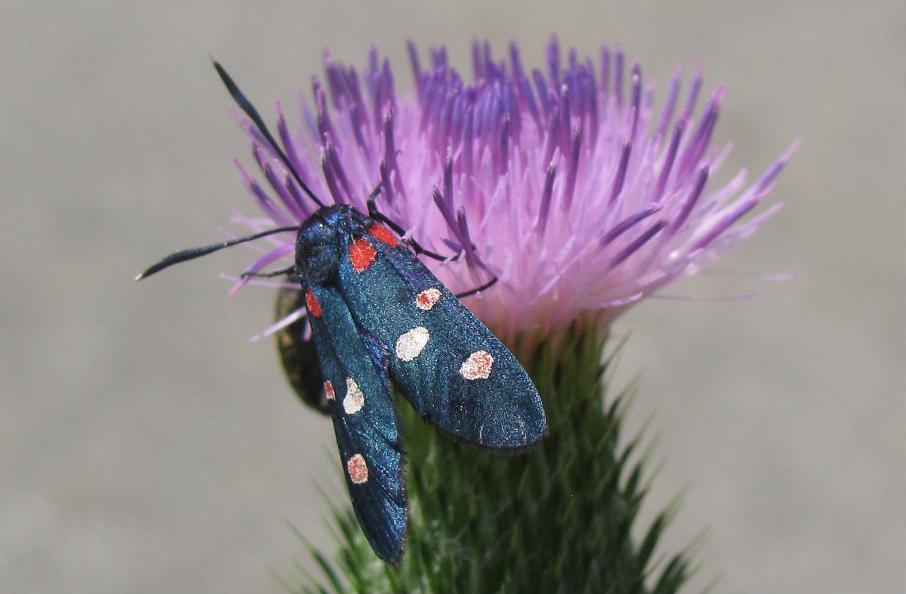 Zygaena lonicerae?